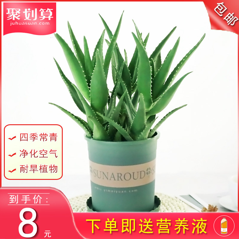现货速发龙角芦荟盆栽多肉植物室内好养吸甲醛四季长青不夜城水培