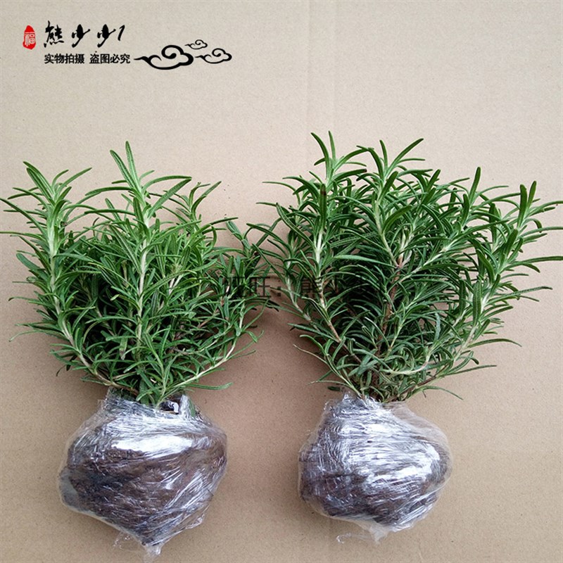 现货速发食用香草花苗香薄荷盆栽苗罗勒苗紫苏苗香茴香苗 迷迭香