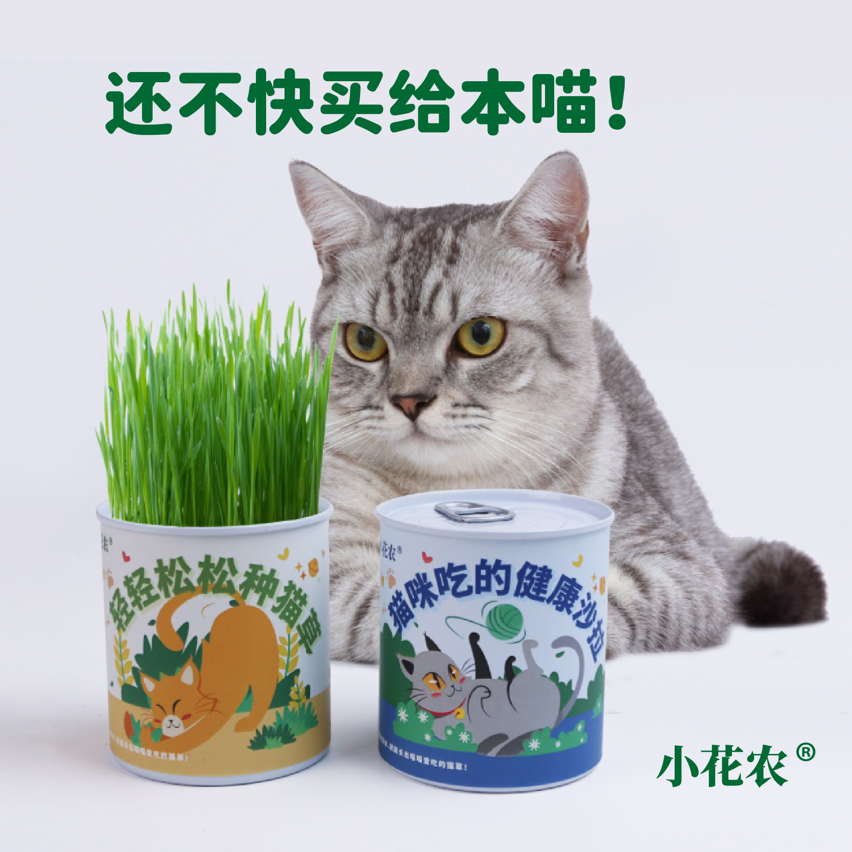 速发薄草盆栽植物罐头小麦育苗盘咪内化毛草猫猫荷小猫室零食儿童