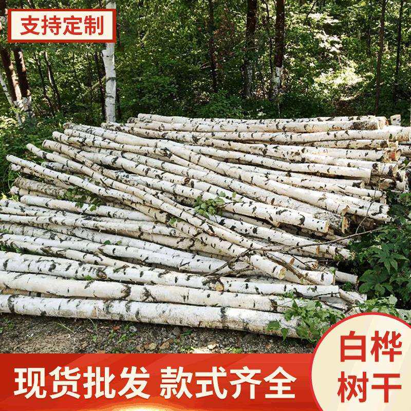 森系婚礼原料白桦树树干白桦树杆桦木室内装修树主题装修直发