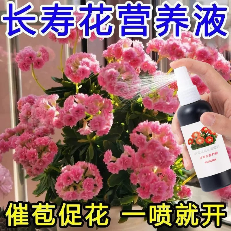 长寿花苞促花营养液100ml家用