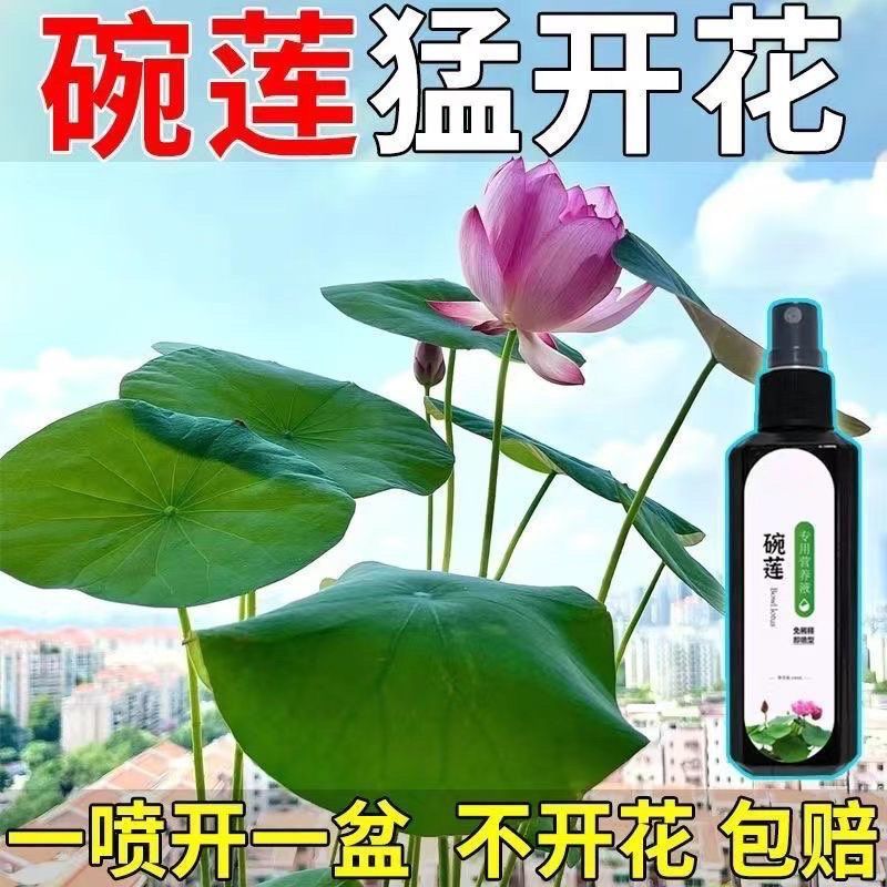 碗莲保花促花营养液喷雾图片