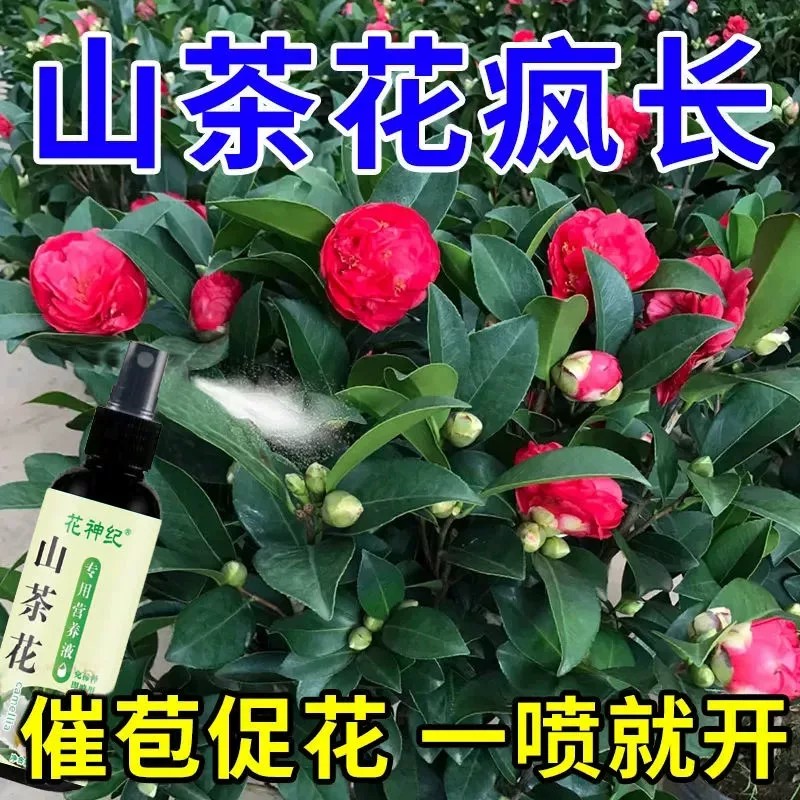 山茶花专用苞促花营养液