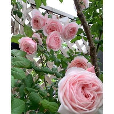 一加仑扦插中苗娜荷马爬藤月季花苗攀爬植物多季开花浓香粉色藤本