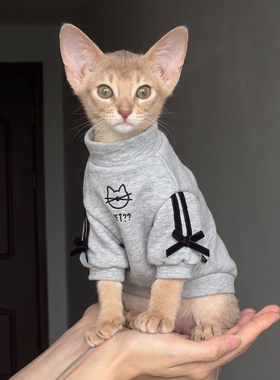 宠物衣服秋冬小猫衣服阿比西尼亚猫德文猫无毛猫卫衣德绒狗狗外套