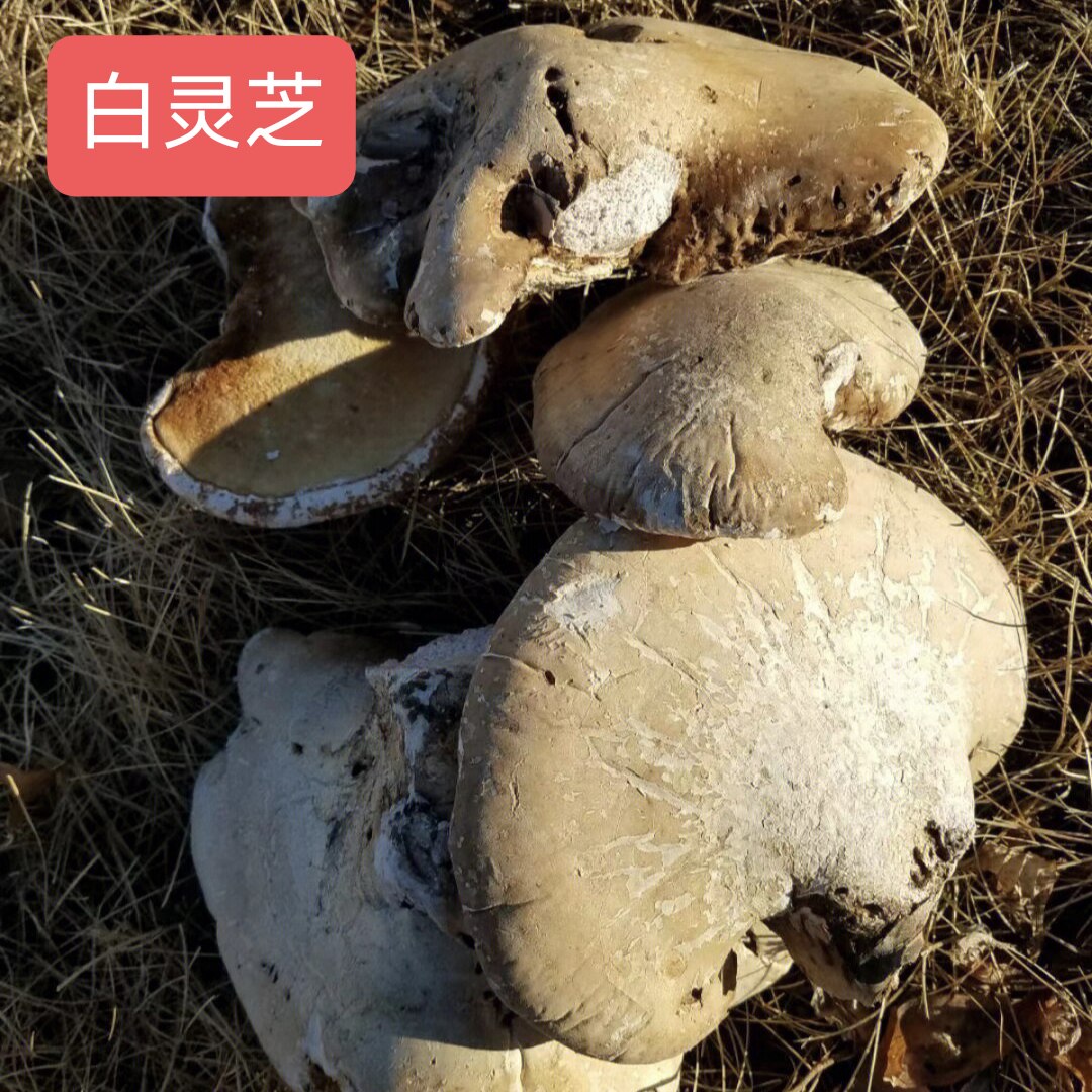 灵芝中药材 白灵芝精选白灵芝可切片白灵芝片新货精选好货