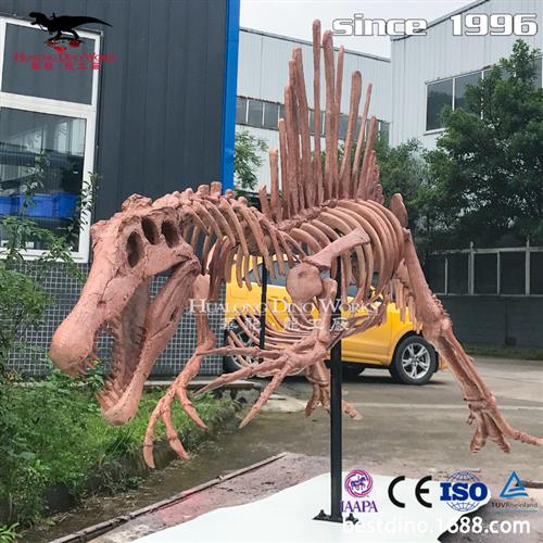 玻璃钢仿真棘龙化石骨架模型自贡源头厂家来图制作景区博物馆