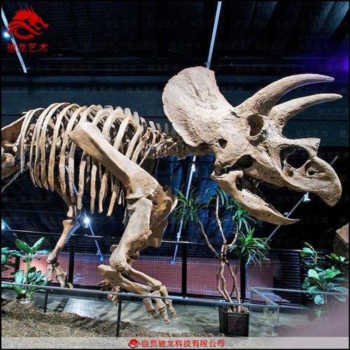 仿真三角龙骨架大型恐龙玻璃钢骨架化石树脂仿真骨骼标本定做