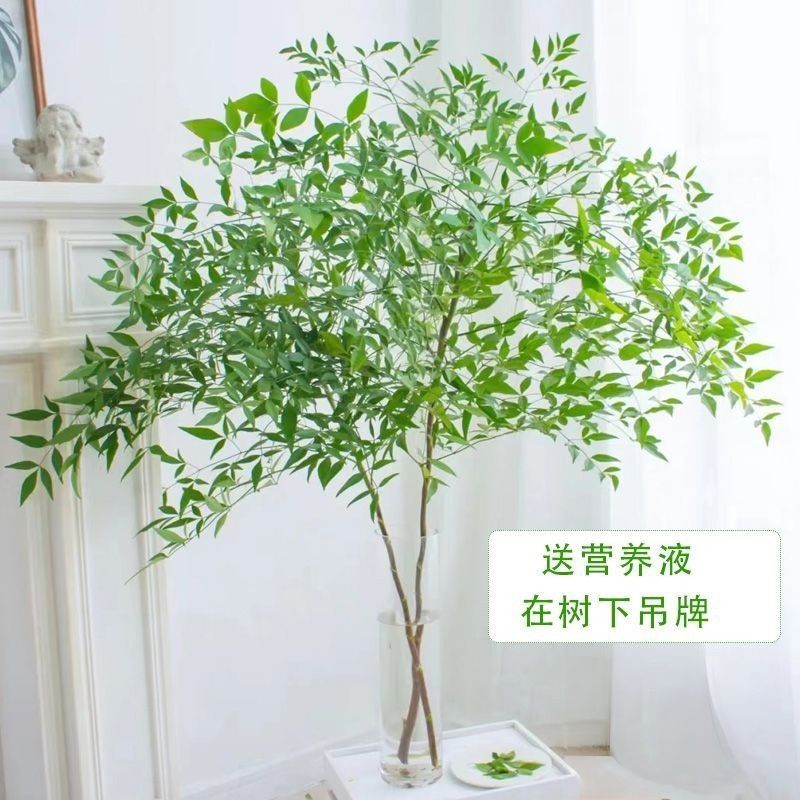 南天竹水培植物室内好养吊钟马醉木平替绿植水养居家桌面鲜切枝的