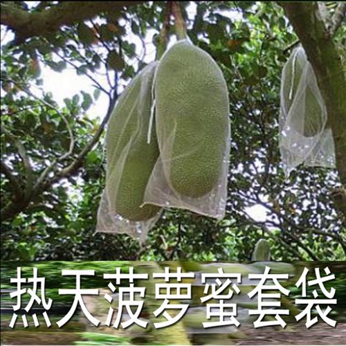 海南万宁市热带水果菠萝蜜袋木菠萝防虫防寒专用一次性两头通套袋