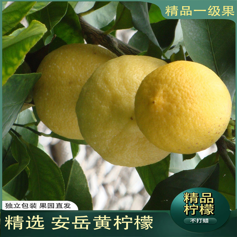 四川安岳黄柠檬应季水果奶茶店一级孕妇水果新鲜采摘独立包装包邮