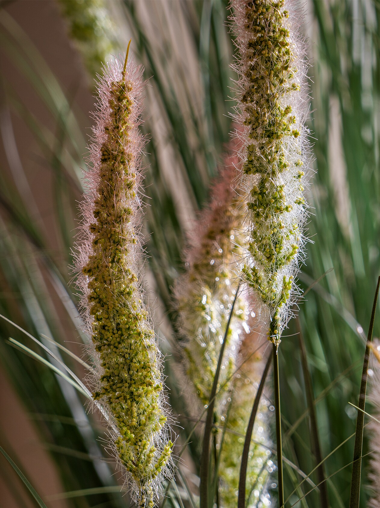 2草024狗尾巴草芦苇真假树绿植仿物假花落盆w-261栽室内地造景装