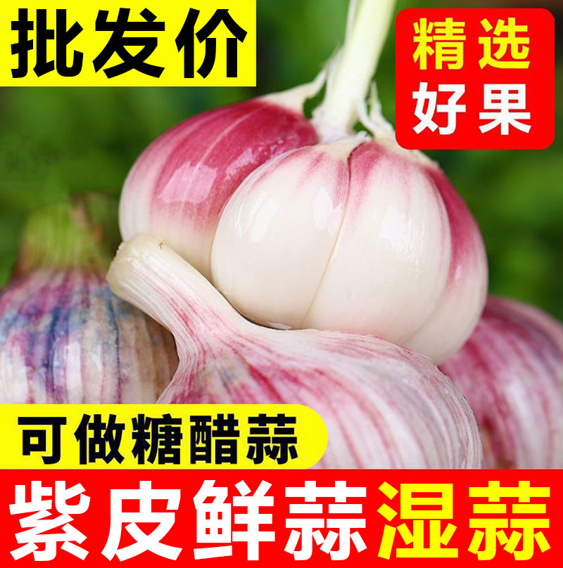 2026年特级新鲜大蒜头非金乡鲜蒜紫皮大蒜腌制现挖嫩蒜湿蒜生蒜