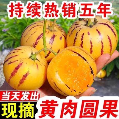 云南人参果水果圆果黄肉大果新鲜石林人叁果树上熟人生果整箱现摘