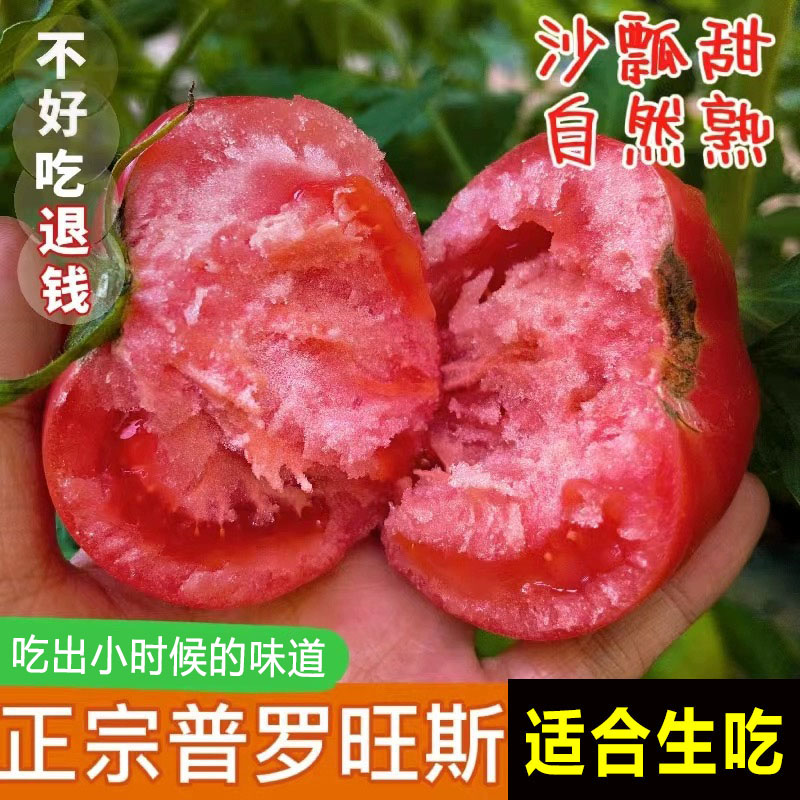 四川沙瓤西红柿新鲜自然熟老品种生吃沙壤非普罗旺斯铁皮西红柿