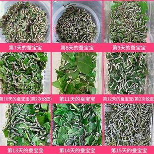 极速蚕宝宝卵包邮蚕宝宝蚕种春蚕卵蚕蚕籽送O孵化盒送鹅毛新鲜桑