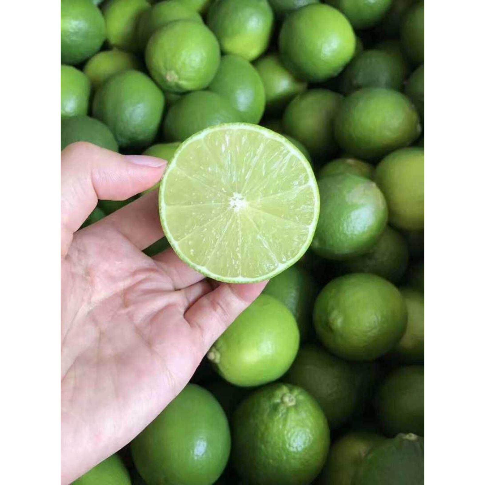 新鲜泰国品种无籽青柠檬5斤免邮一级皮薄香水小柠檬酒吧奶茶店用