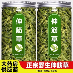 伸筋草中药材野生新鲜的功效与作用小舒筋草透骨草泡脚远志益智仁