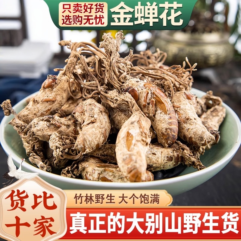 金蝉花野生500g精选蝉花虫草孢子粉中药材金婵花金蚕花知了花禅花
