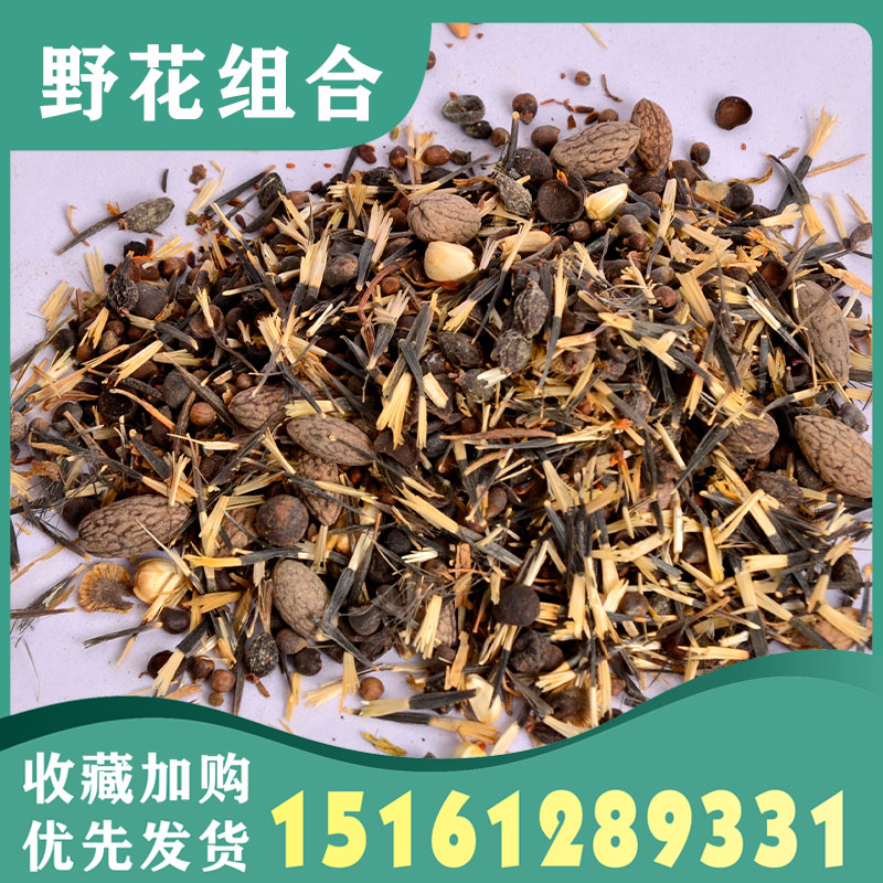 野花组合花种子凤仙花种籽子四季播种开花格桑花籽庭院太阳花种籽