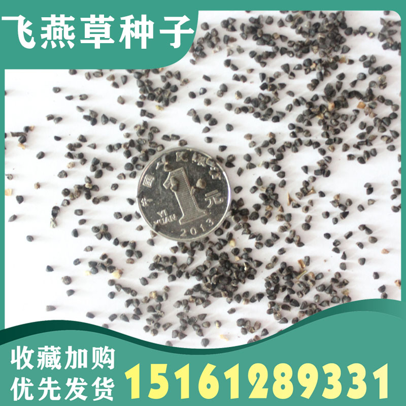 大花飞燕草四季播种花种子耐寒庭院花园地栽室外植物花卉花草种子图片