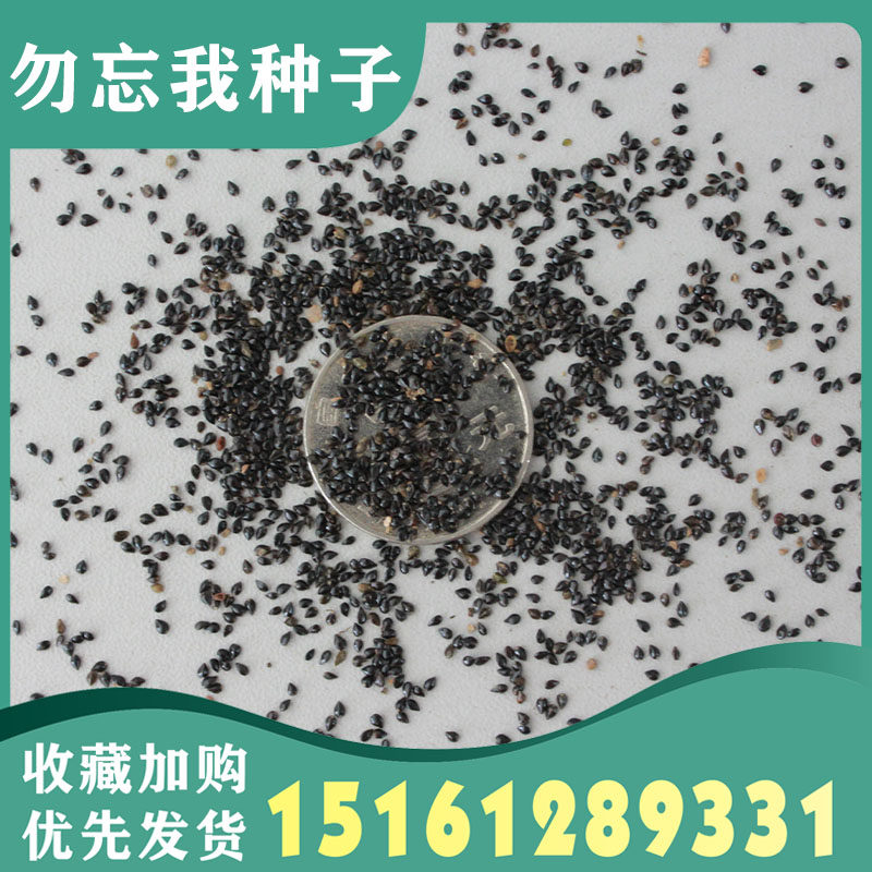 勿忘草种子500粒中华高山勿忘家庭园艺种子