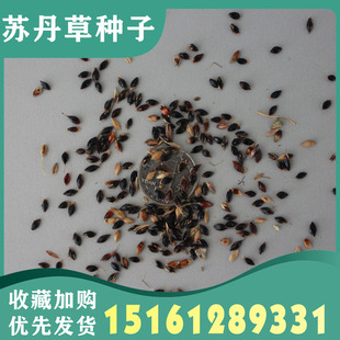 苏丹草种籽高丹草草籽四季高产喂猪牛羊鸡兔养殖牧草种子种孑种植