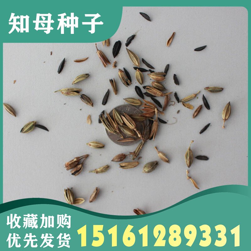 知母种籽新地参子中药材精选种苗种植毛之母种孑春季四季管理简单