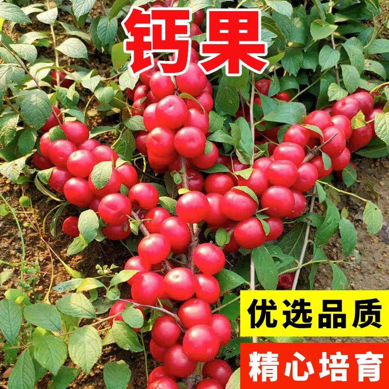 新采钙果种子高钙果树种子北方耐寒四季易种活种籽子欧李种子包邮