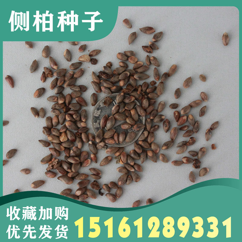 柏树种子 塔柏 墓地松柏种籽 桧柏 洒金柏 侧柏 松树圆柏种籽包邮图片