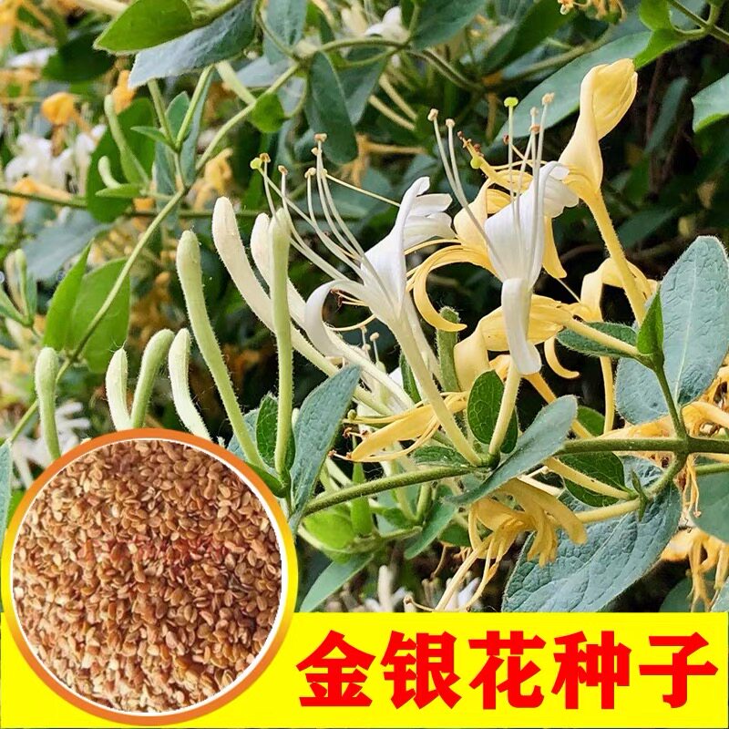 金银花种籽爬藤品种金银花子药用食用四季种药材新采红色黄色白花