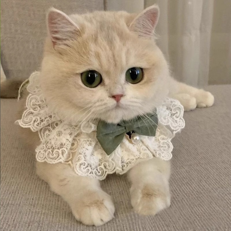猫咪衣服夏季薄款布偶猫幼猫奶猫小猫裙子公主裙猫猫夏天项圈围脖