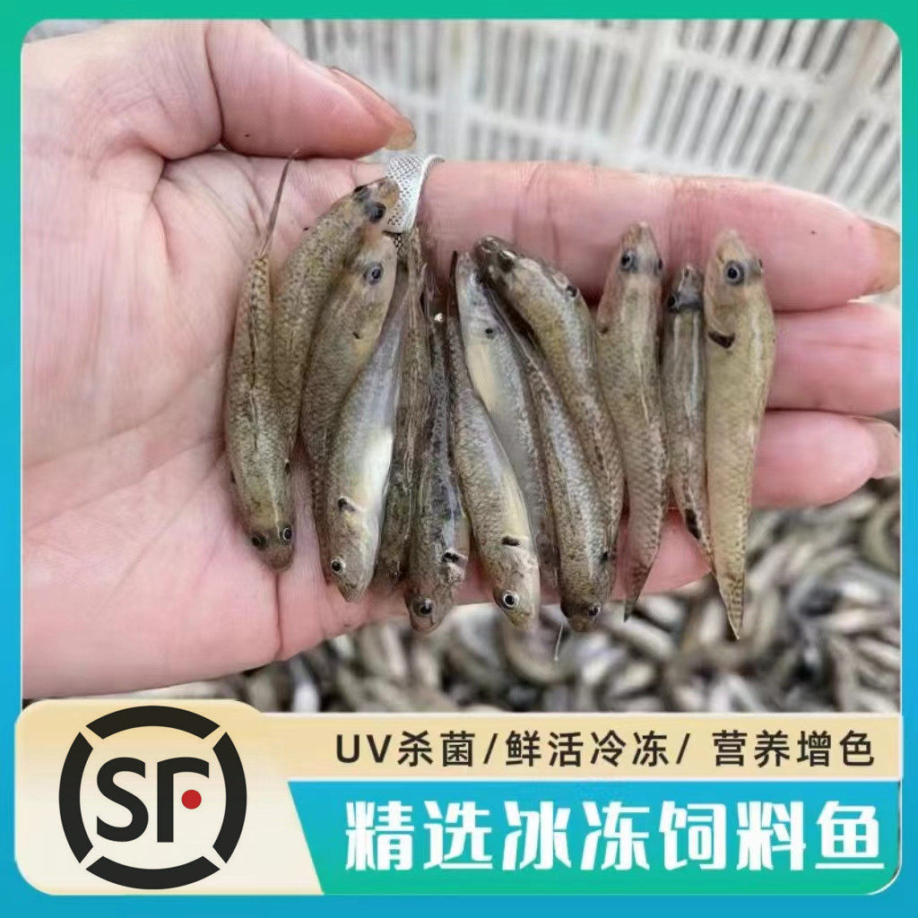 冷冻鱼饲料麦穗鱼小丁鱼山根鱼图片