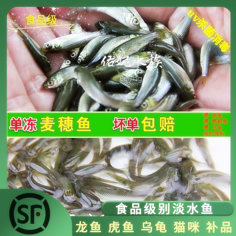 冷冻麦穗鱼山根冻虾鱼饲料泥鳅段图片