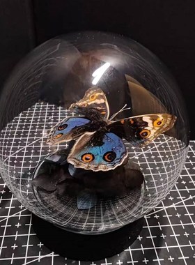 翠蓝眼蛱a蝶真蝴蝶艺术标本玻璃罩摆件小众手工生日收藏礼物真蝴