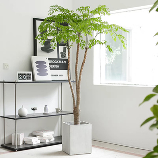 幌伞枫盆a栽 幸福树室内观叶植物美观木本客厅办公室绿植 宅配到