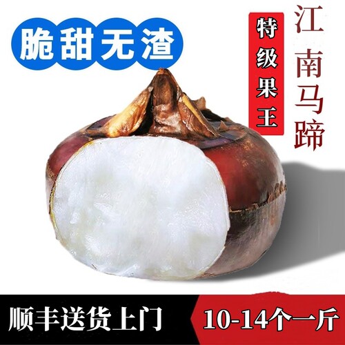 安徽荸荠王马蹄王现挖