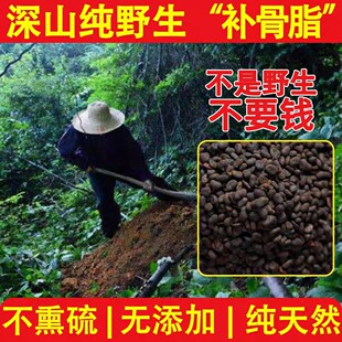 野生补骨脂中药材官方旗舰店正品 又称黑故子婆固脂破故纸中药材