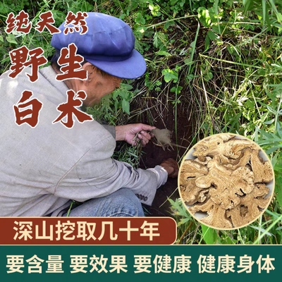 【真野生】今年新货白术正品500g