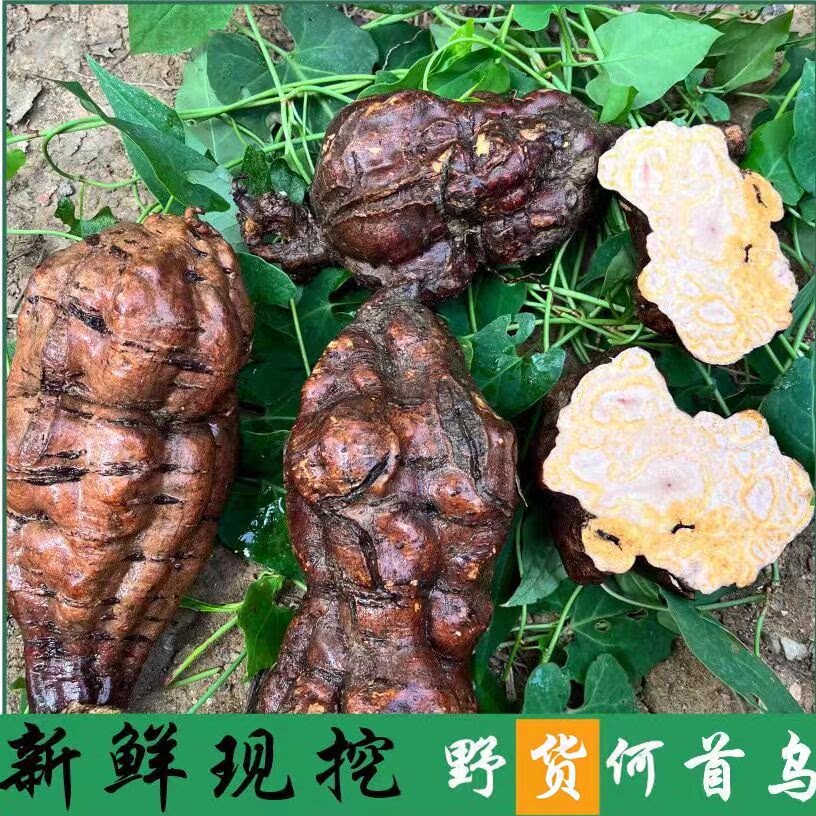 贵州深山野何首乌新鲜整个自挖生首乌煲汤泡茶洗发泡酒正真品500g