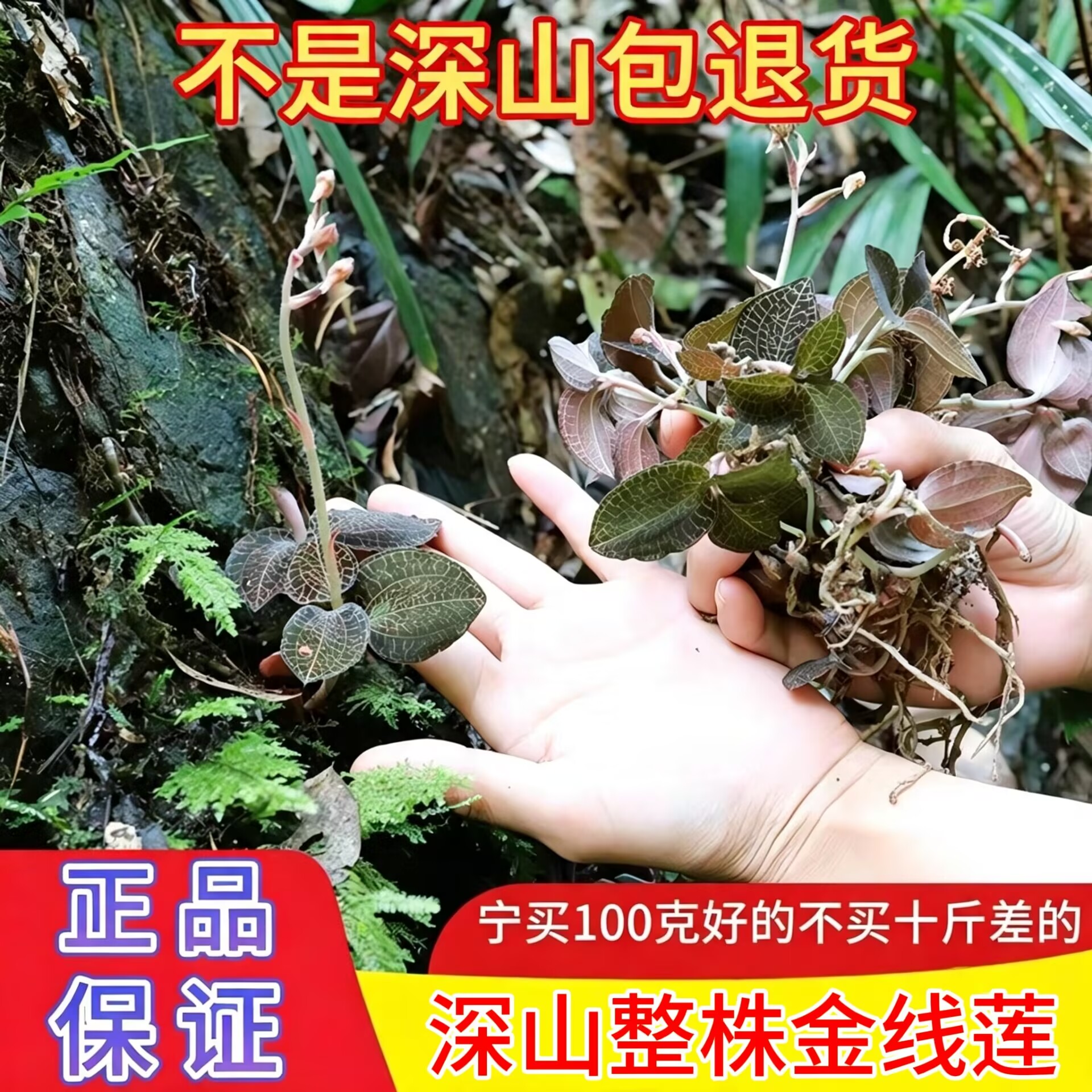 福建正宗金线莲野货100g林下生长原生态整株新鲜干货养生茶包正品