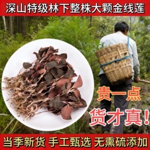 老周挖深山纯深山金线莲100g材养生茶正宗金深山林下原生态材新鲜