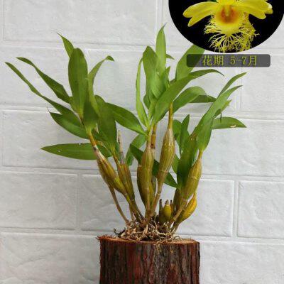 长苏石斛丛苗 又名小鼓槌石斛 兰花卉盆栽 观赏盆栽盆景吊兰包邮