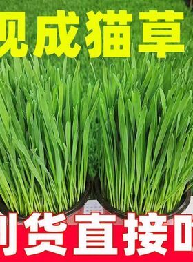 【已种好】到货即食猫草已长好化毛球猫咪种植营养即食天然绿色