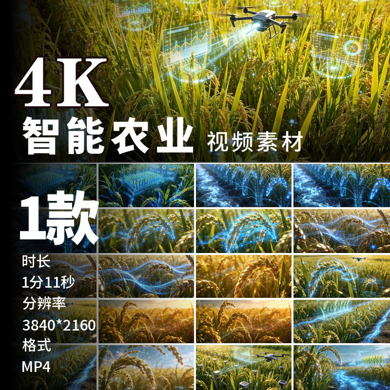 高清智慧农业科技稻田无人机喷药现代农业丰收画面视频素材