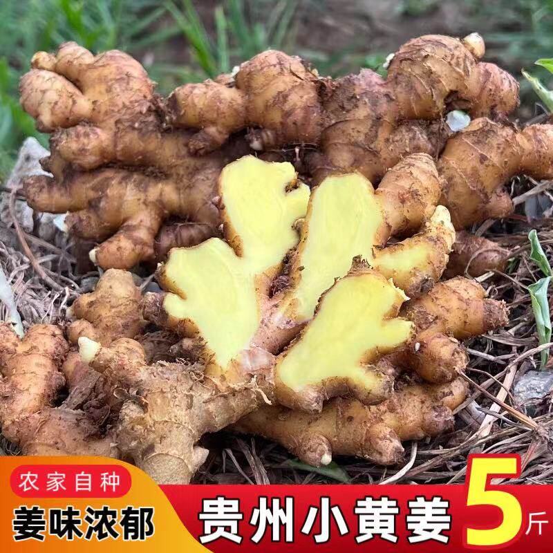 贵州农家特产小黄姜新鲜生姜老姜月子姜嫩子土姜沙鲜仔姜汁多