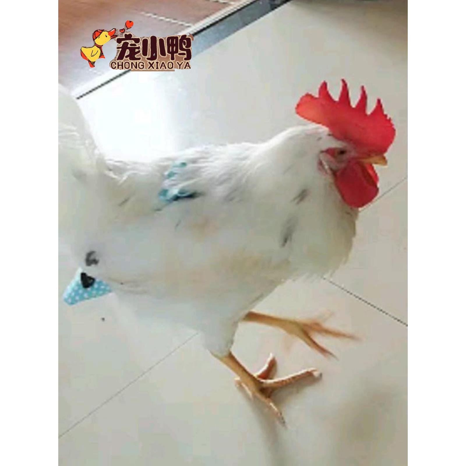 网红宠物鸭尿布屎尿兜柯尔鸭思聪同款小宠物鹅鸡尿不湿纸尿裤衣服