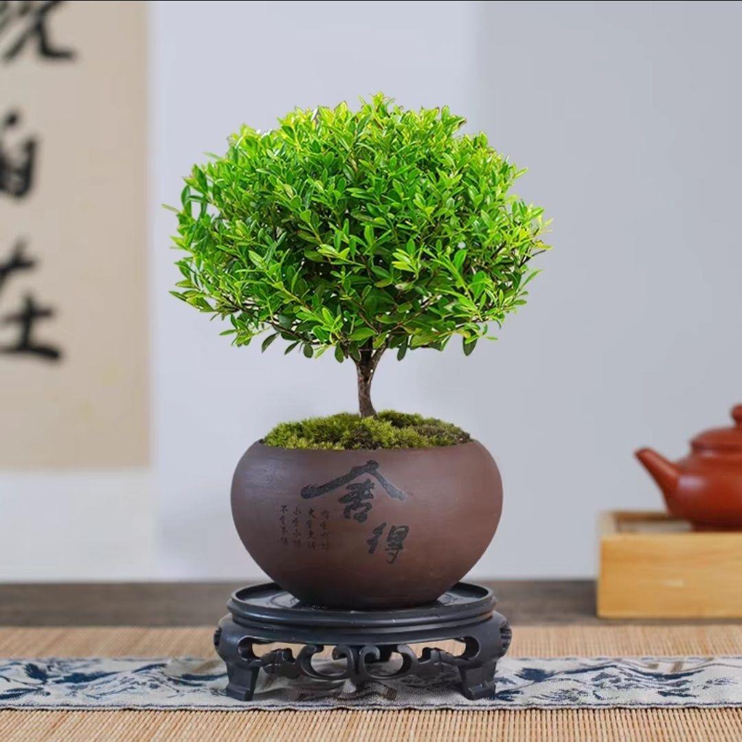 【下单立减70 】小叶赤楠客厅桌面盆栽四季常青好养养植物#AX-AK