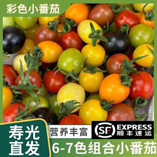 寿光多彩小番茄圣女果四-七色混装水果小柿子即食蔬菜顺丰包邮