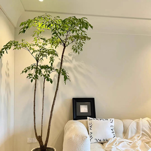 幌伞枫盆a栽 幸福树室内观叶植物美观木本客厅办公室绿植 宅配到